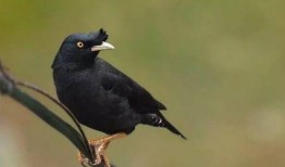 娱乐吃瓜小八哥是谁啊视频,网络红人的崛起之路